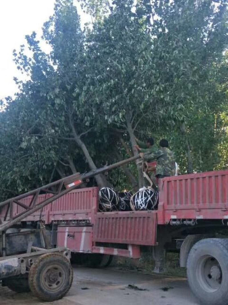 柿子树