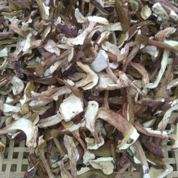 牛肝菌美味牛肝菌