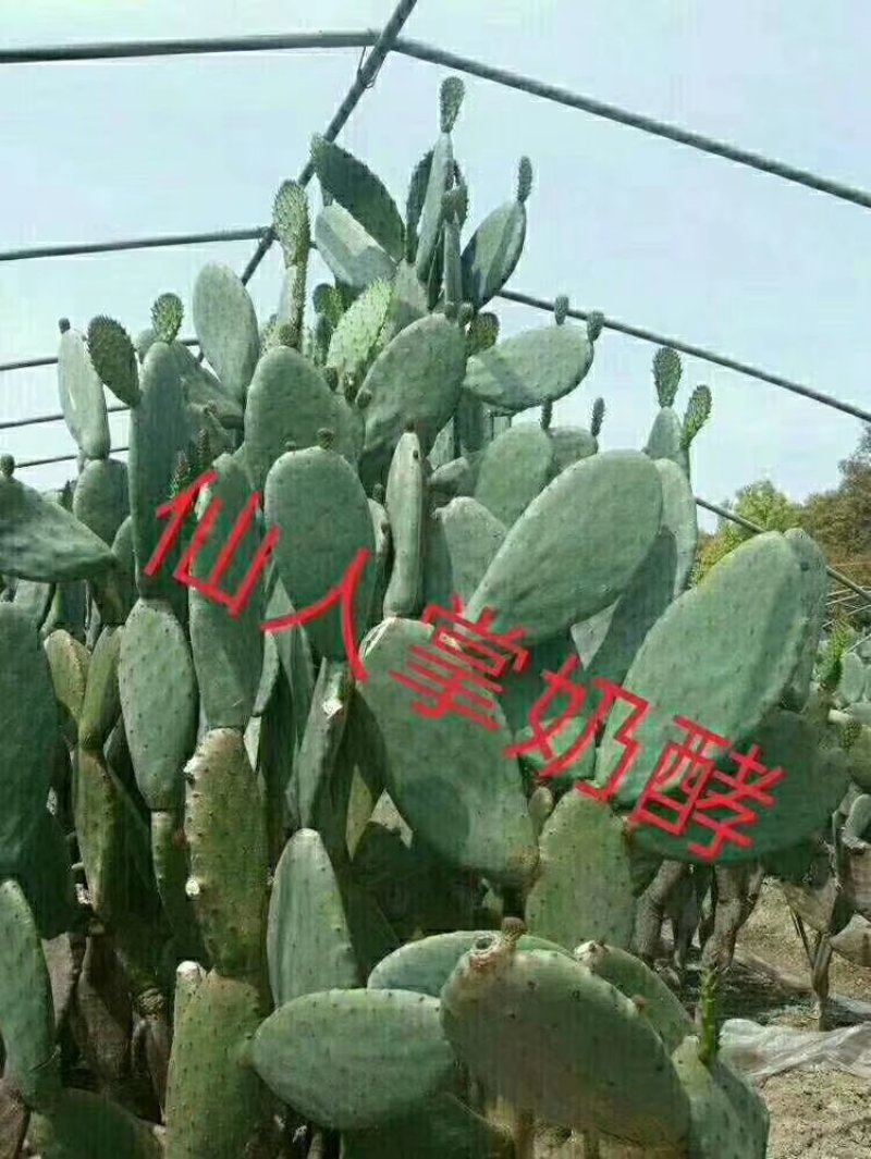 墨西哥米邦塔仙人掌叶片和整棵种植量大优惠