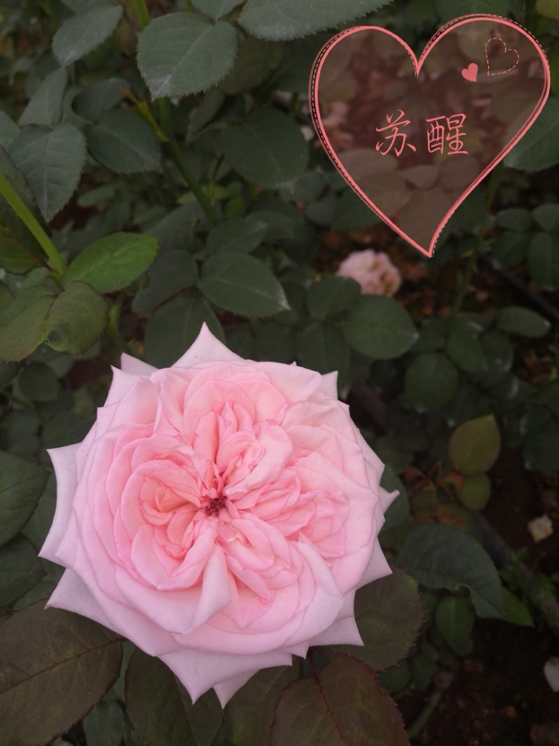 出售各种红、白、黄、紫玫瑰种苗
