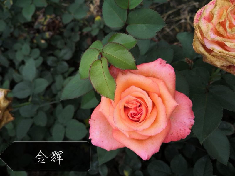 出售各种红、白、黄、紫玫瑰种苗