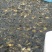 黄金鲫