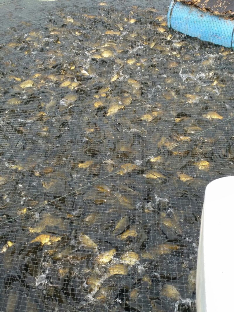 黄金鲫