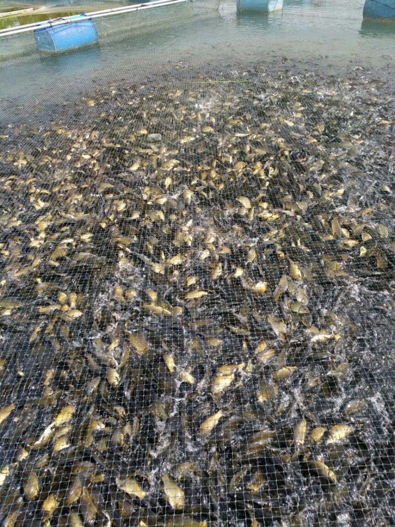 黄金鲫