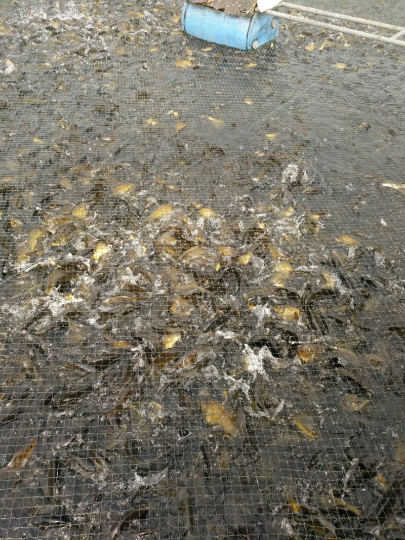 黄金鲫