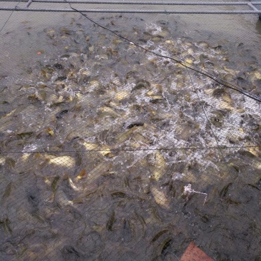 黄金鲫