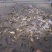 黄金鲫