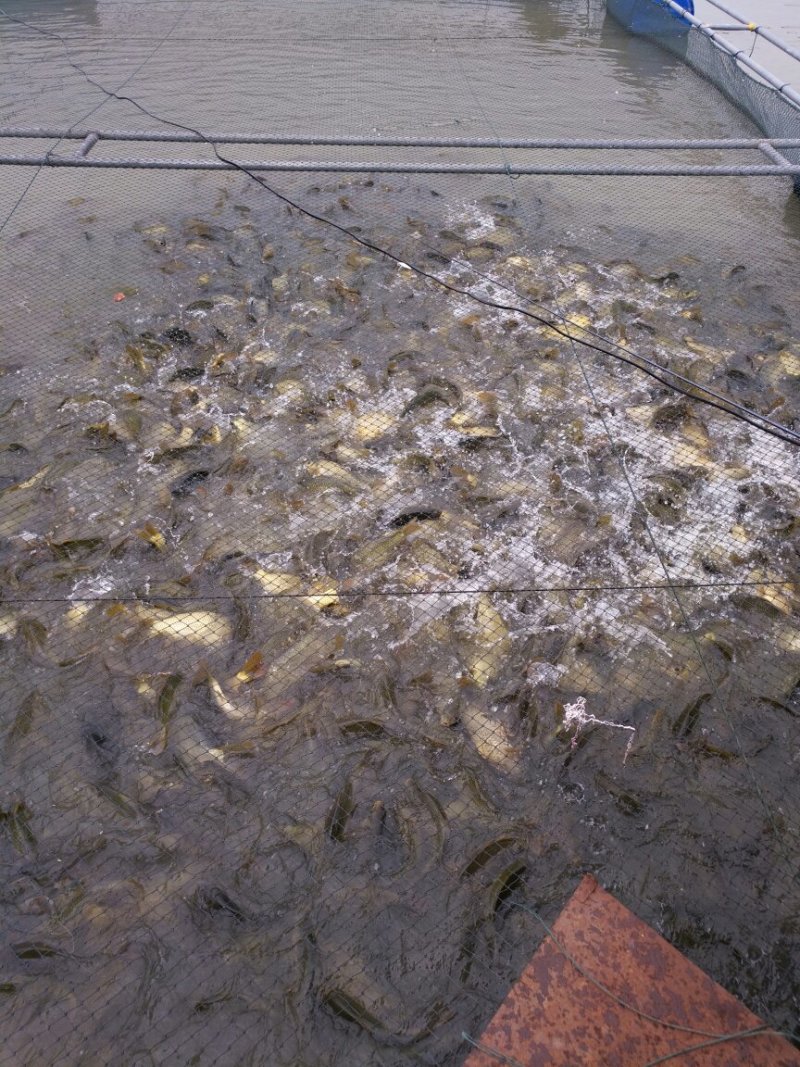 黄金鲫