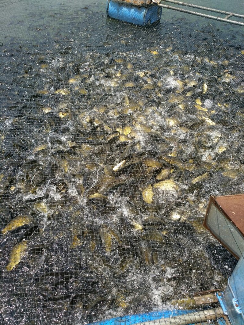 黄金鲫