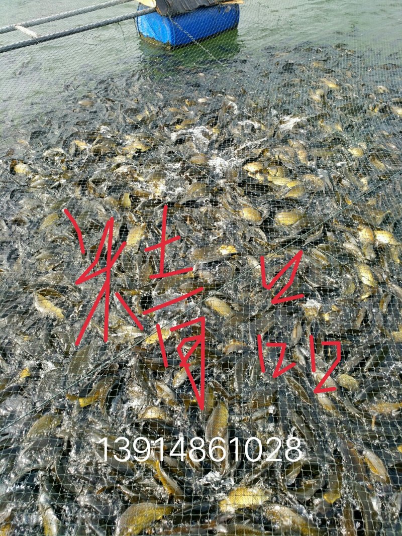 黄金鲫