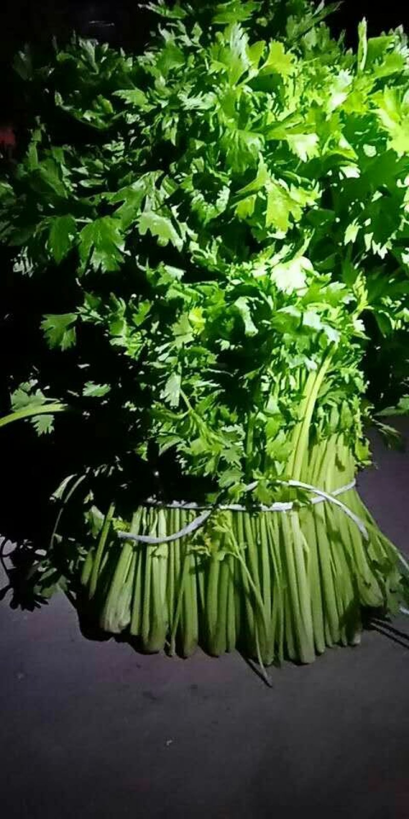 本人出售芹菜3千斤，香菜9月10号能下来五百斤左右香菜，