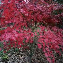 鸡爪槭，彩叶绿化苗木树种。耐寒耐热。全国可以种植。