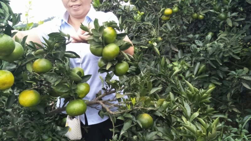 新津出售，批发零售都可以