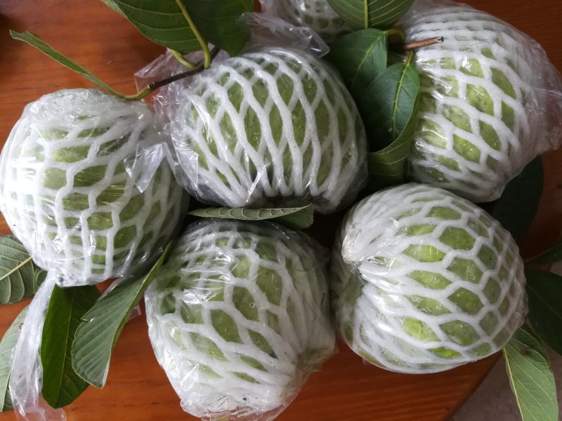 番石榴