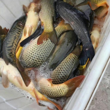 鲤鱼