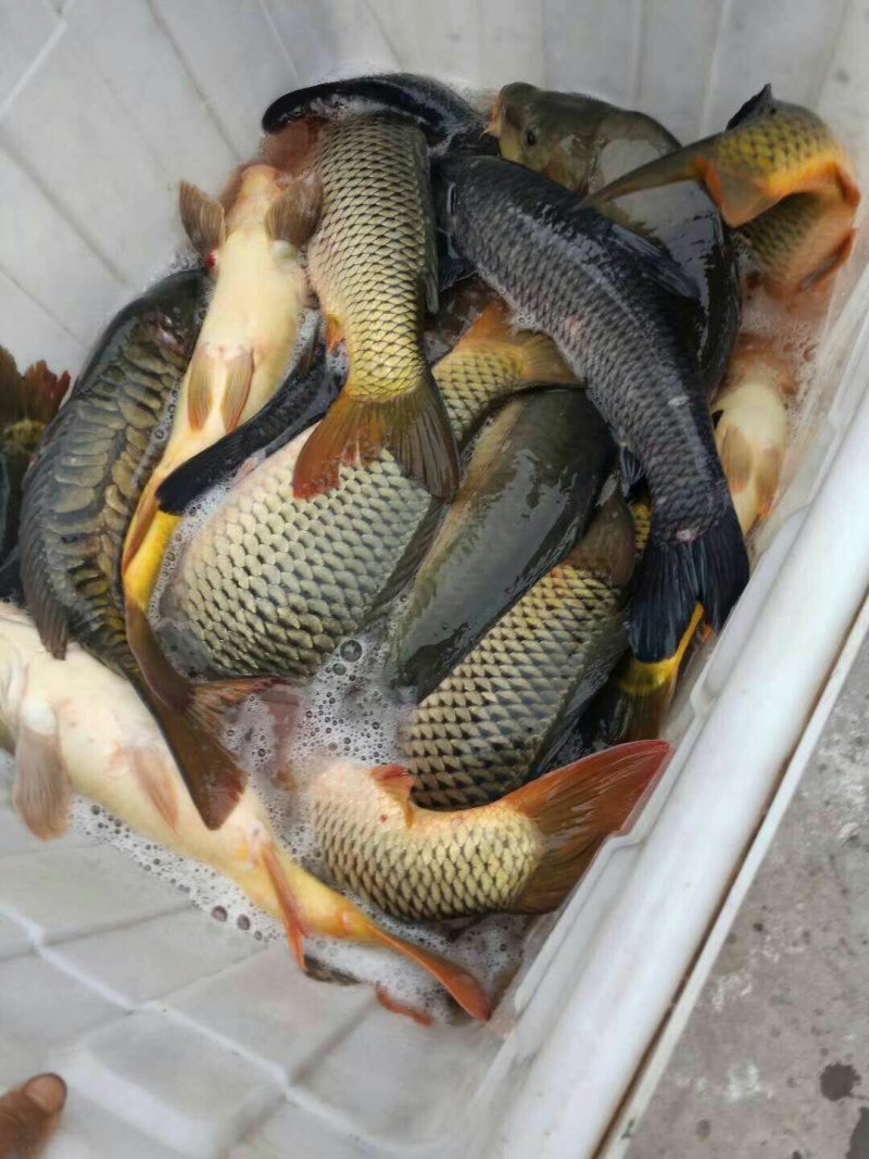 鲤鱼