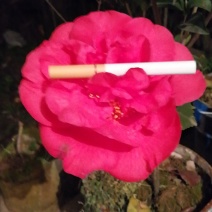 茶花