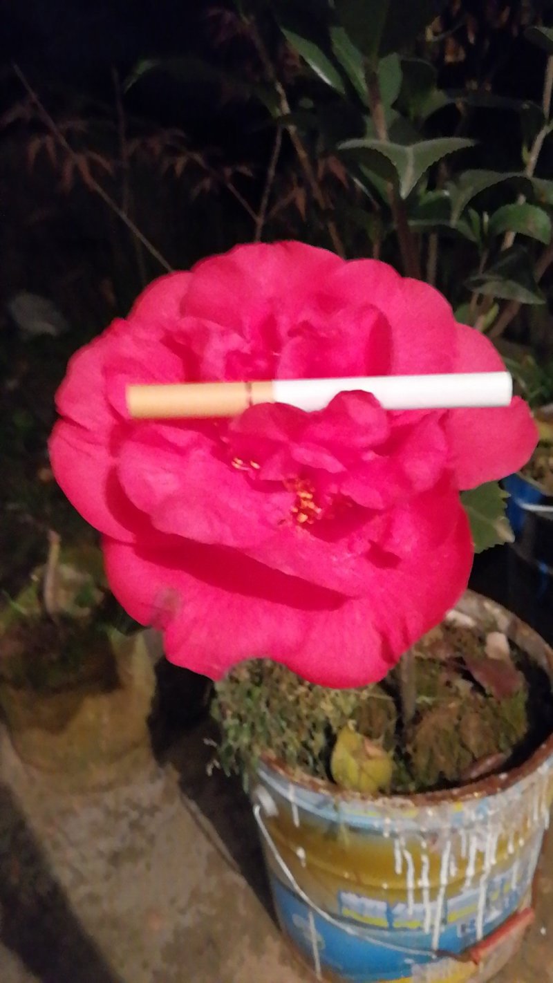 茶花