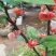 茶花