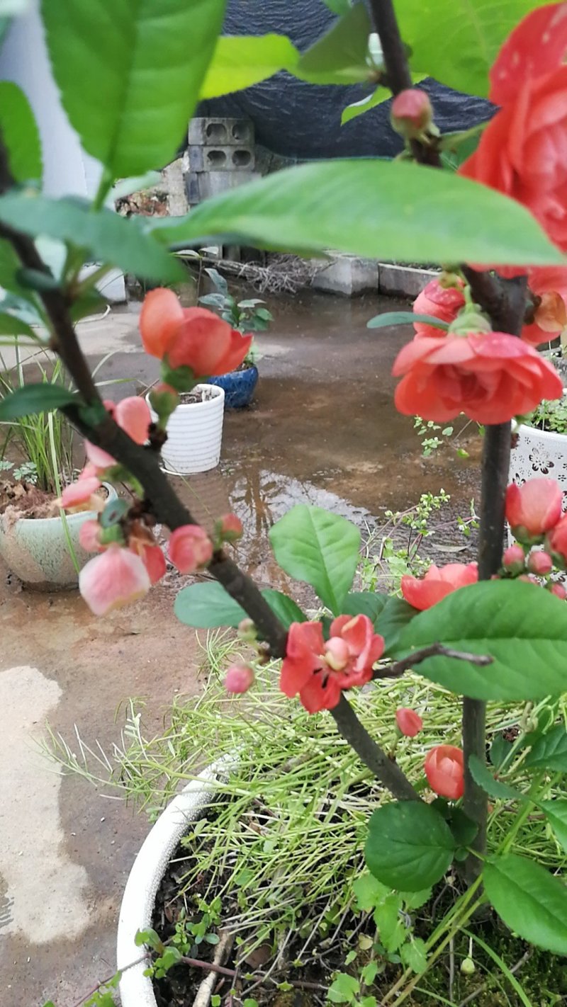 茶花