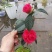 茶花