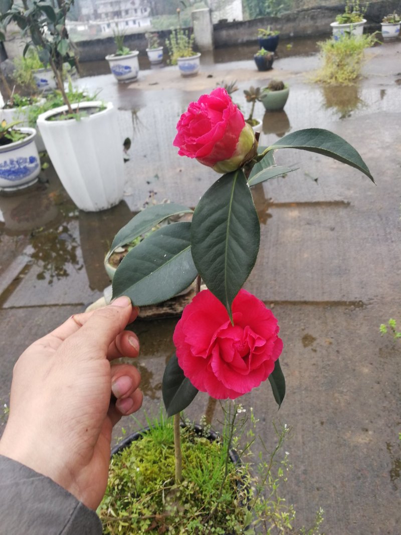 茶花
