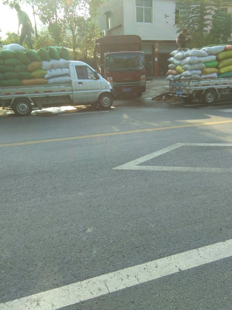 鲜毛豆质量杠杠的