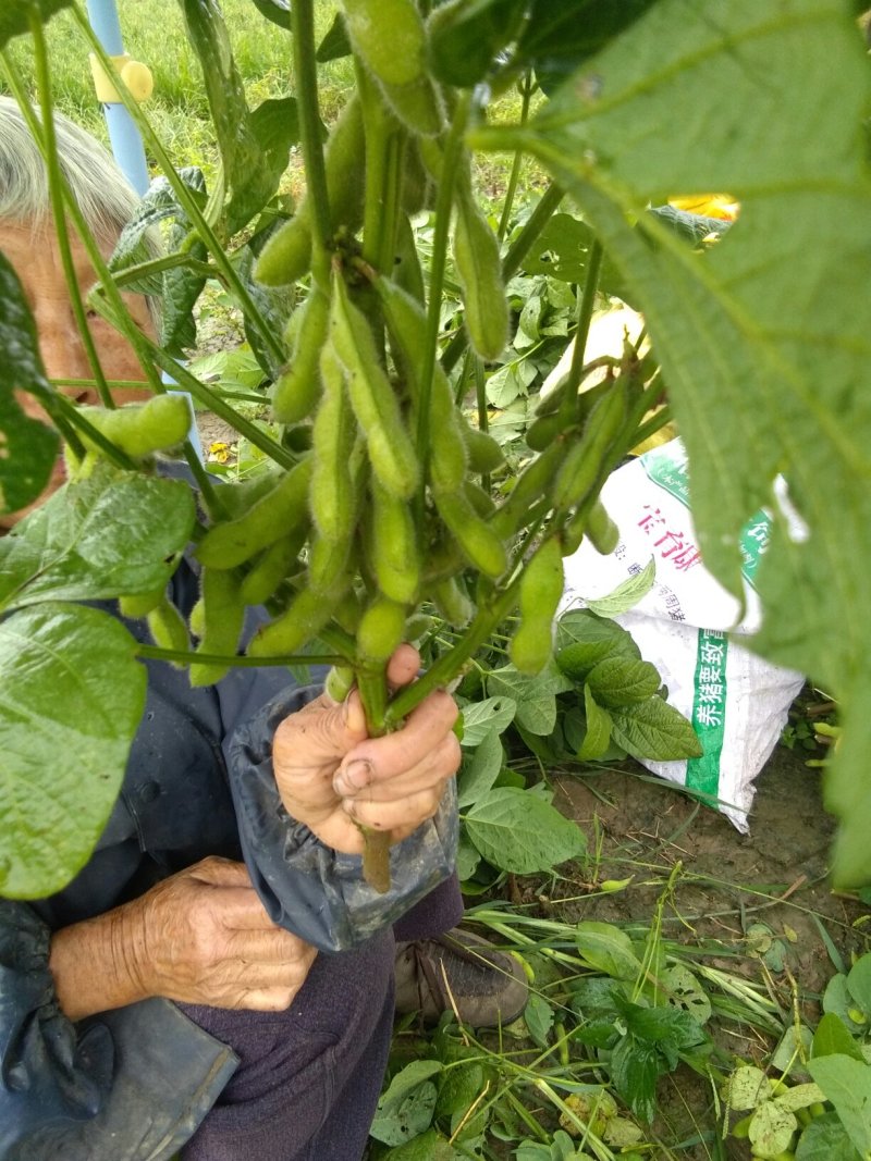 鲜毛豆质量杠杠的