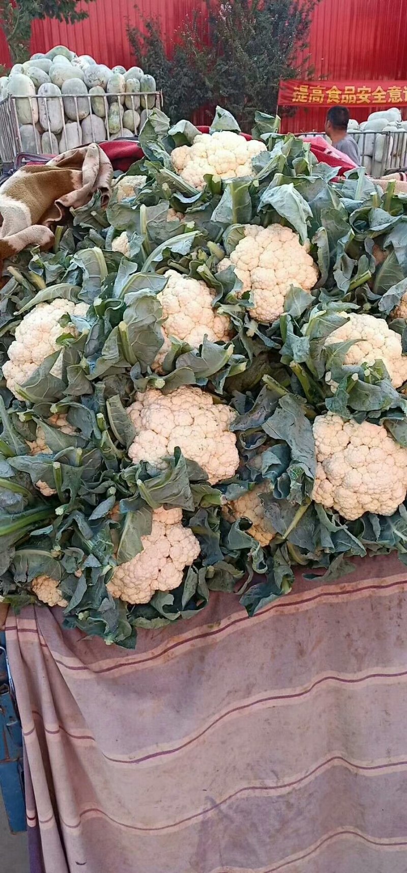 白花菜花紧密乳白2斤