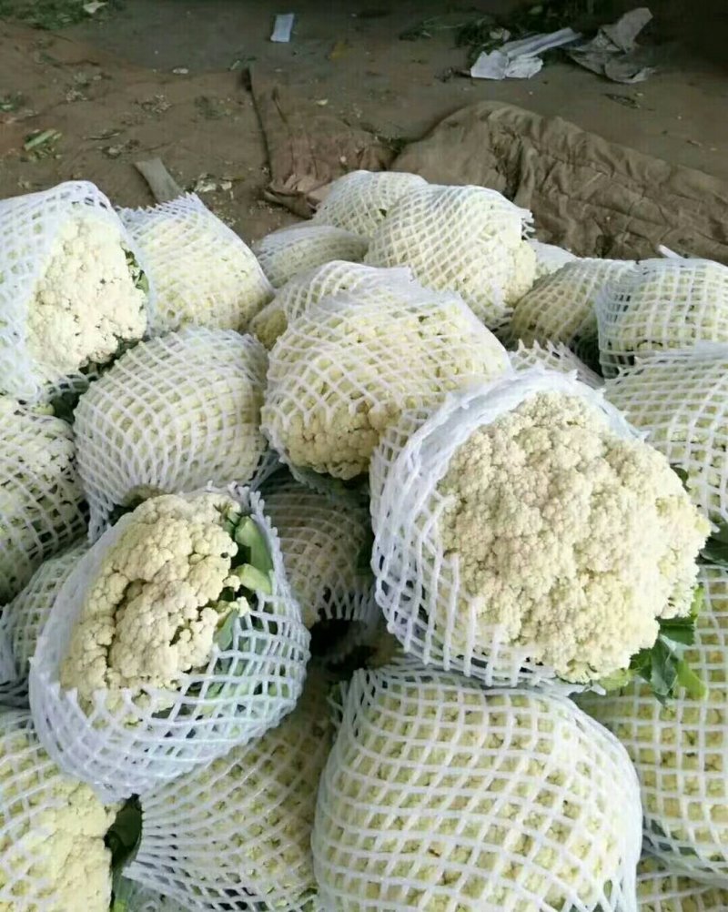 白花菜花紧密乳白2斤