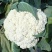 白花菜花紧密乳白2斤