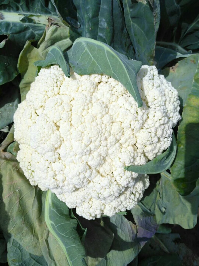 白花菜花紧密乳白2斤