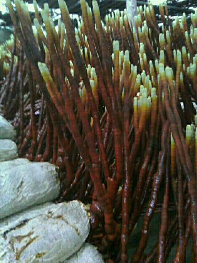《精品灵芝草》鹿角灵芝产地直发