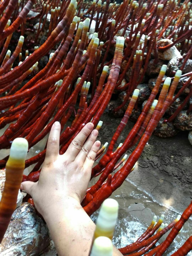 《精品灵芝草》鹿角灵芝产地直发