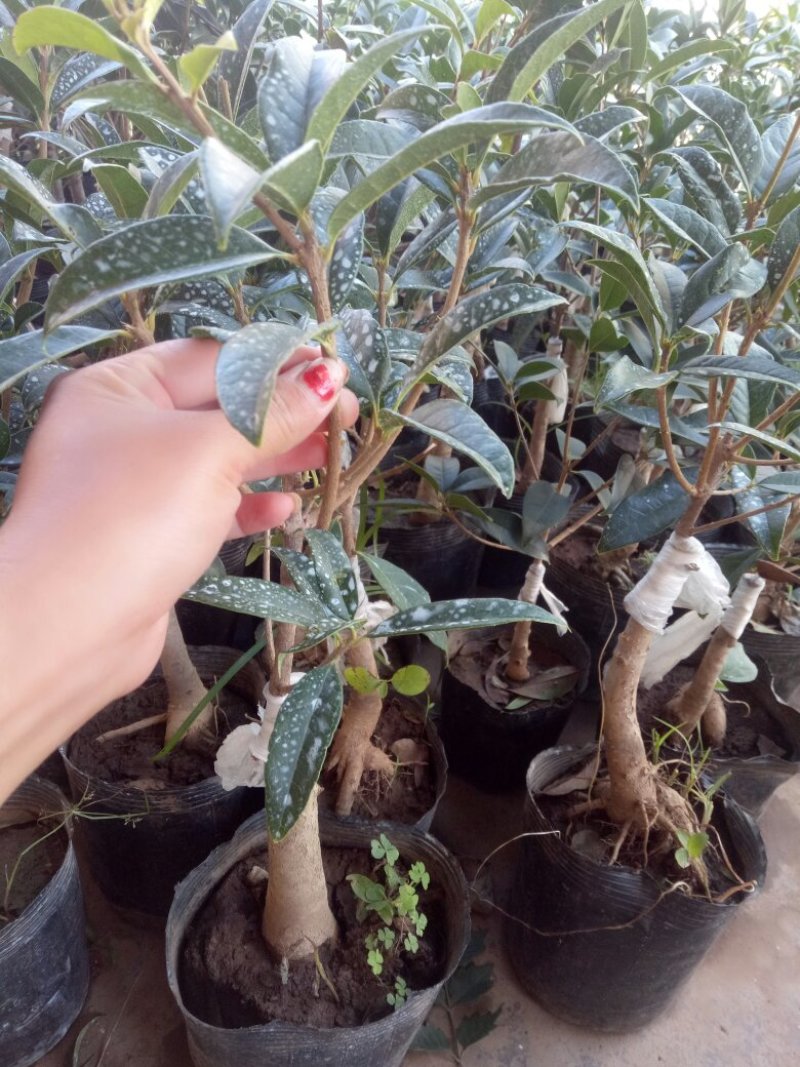 桂花