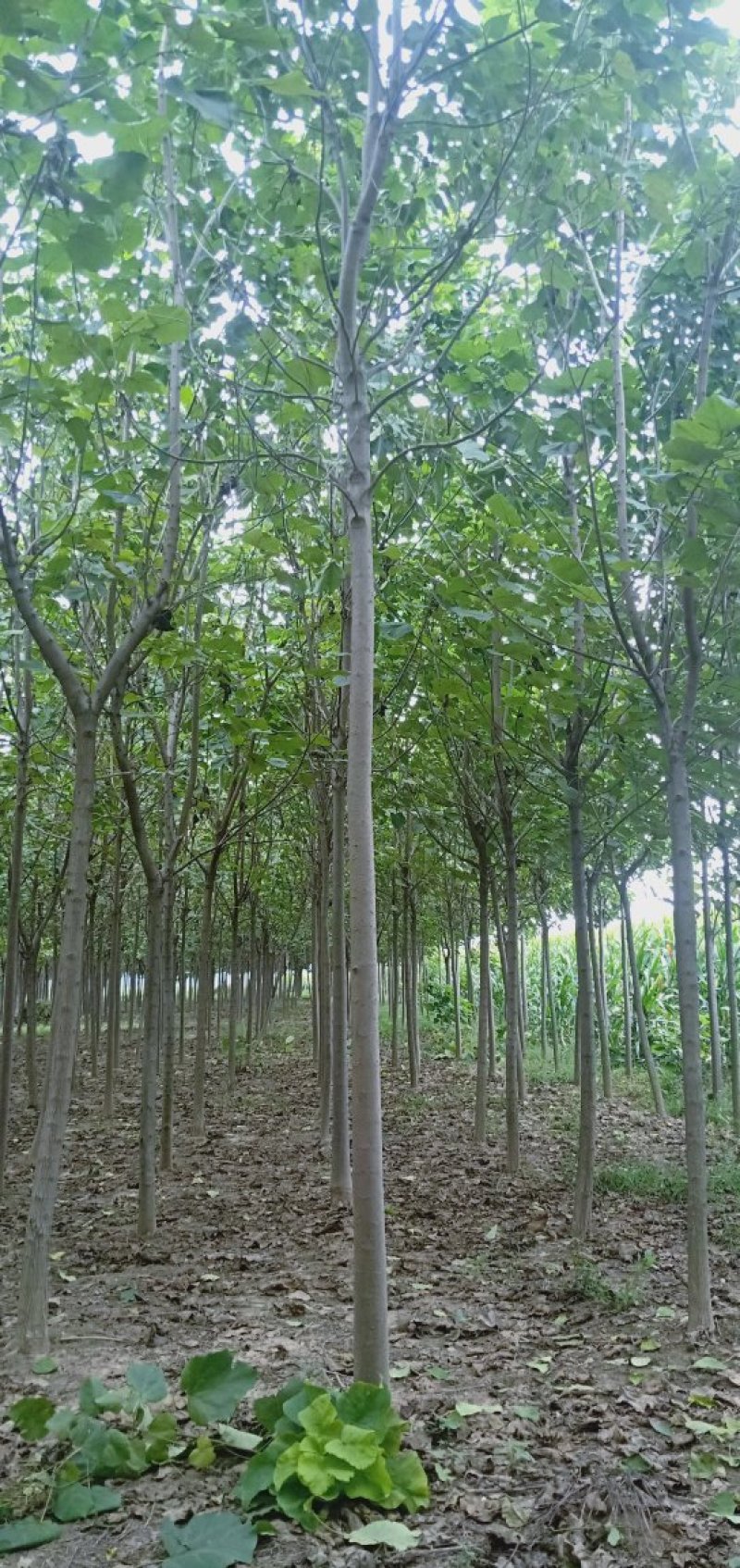 金丝楸