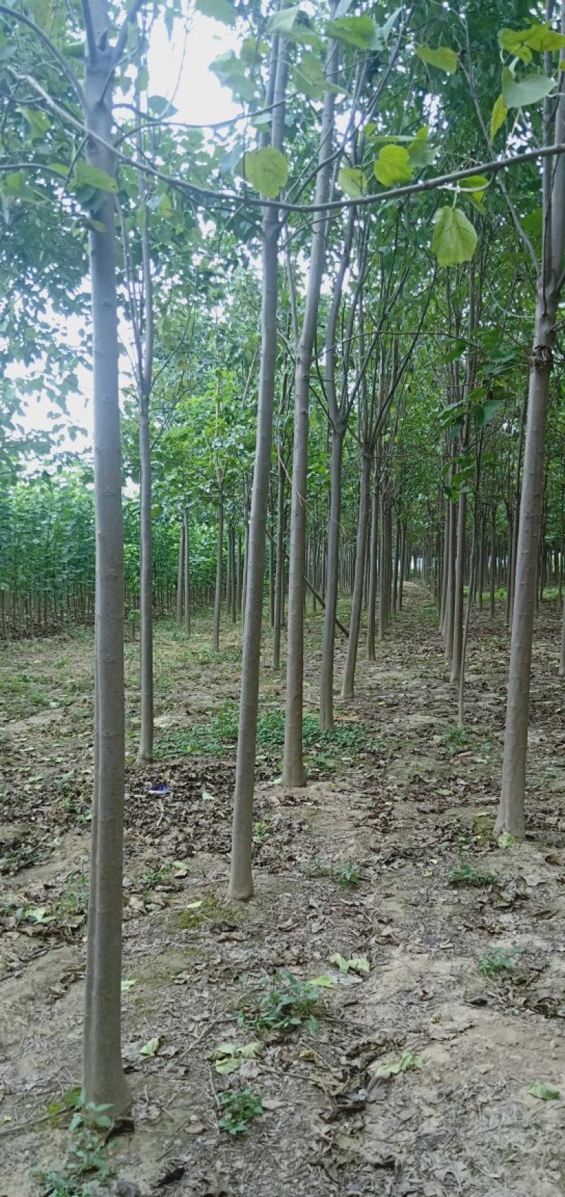 金丝楸
