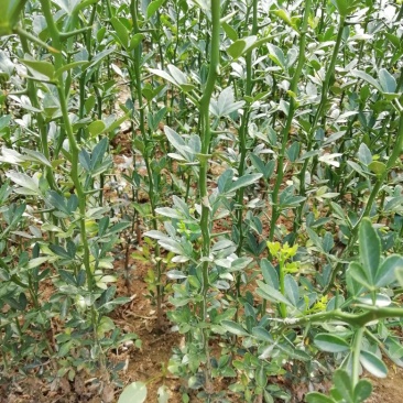 枳壳苗，规格齐全，基地直销南方嫁接蜜桔砧木苗