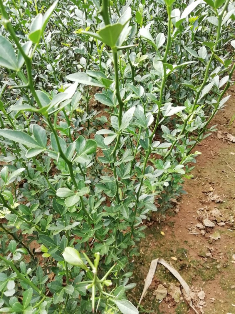 枳壳苗，规格齐全，基地直销南方嫁接蜜桔砧木苗
