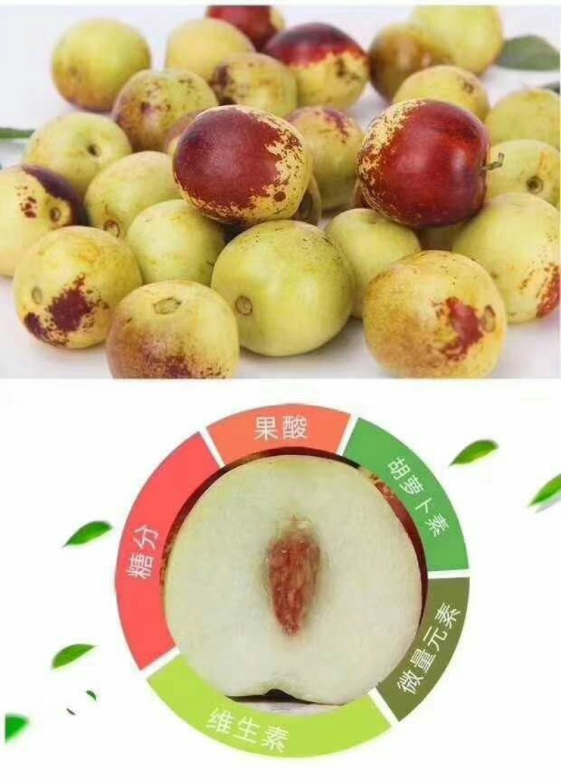 沾化冬枣