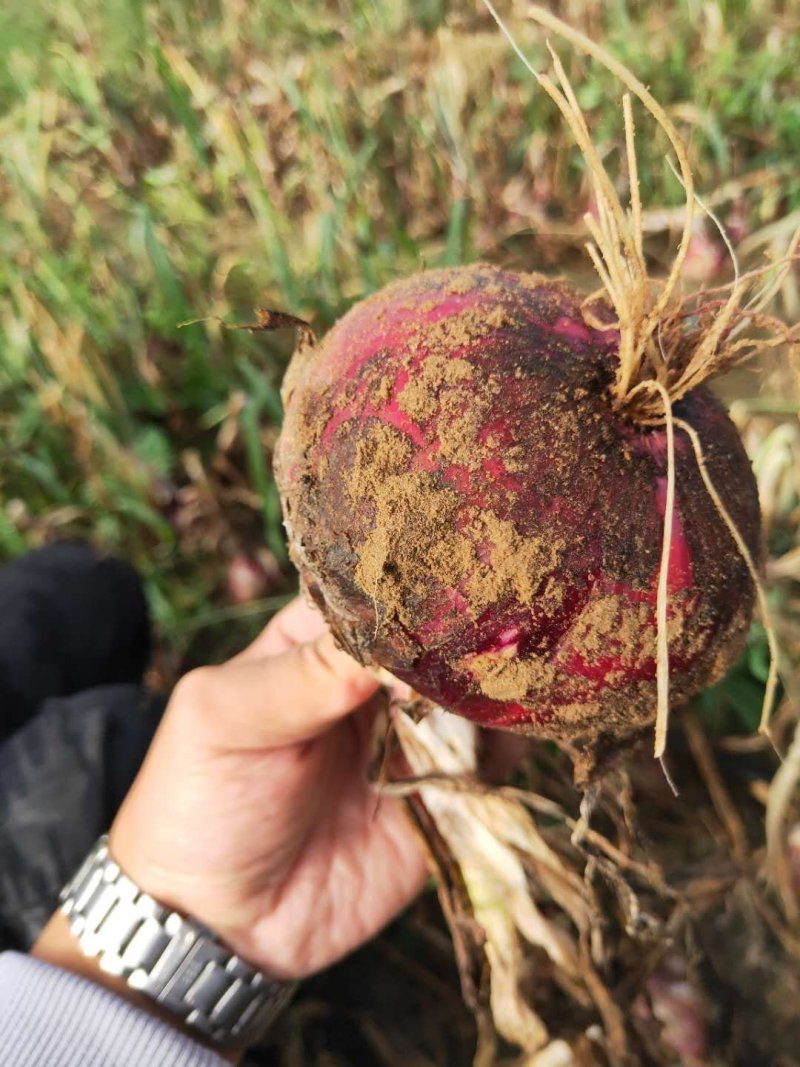 陕北榆林定边精品洋葱大量出库，价格便宜，