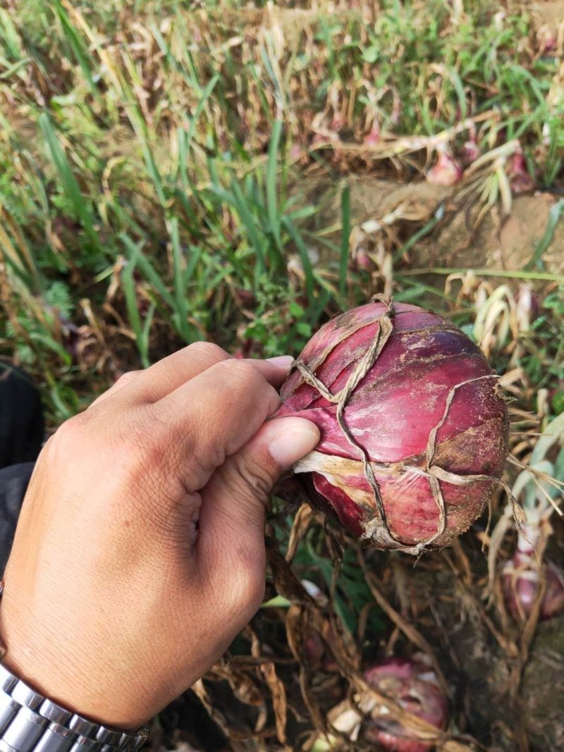 陕北榆林定边精品洋葱大量出库，价格便宜，