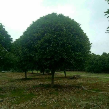桂花树