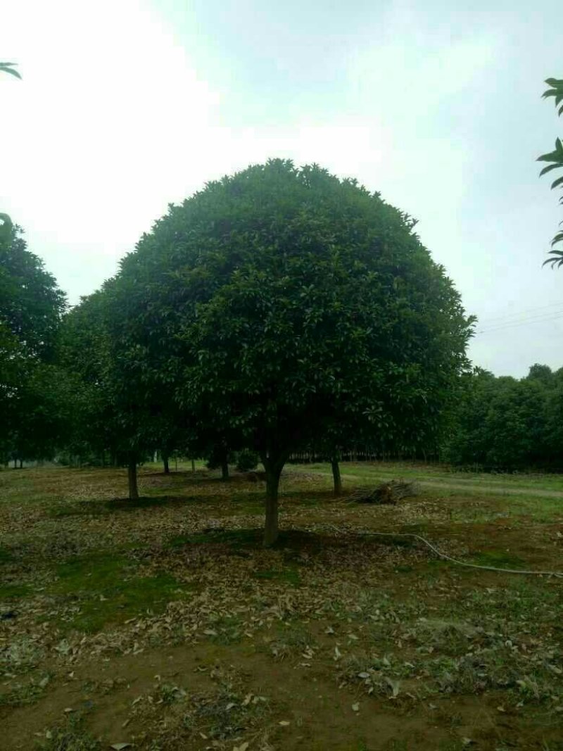 桂花树