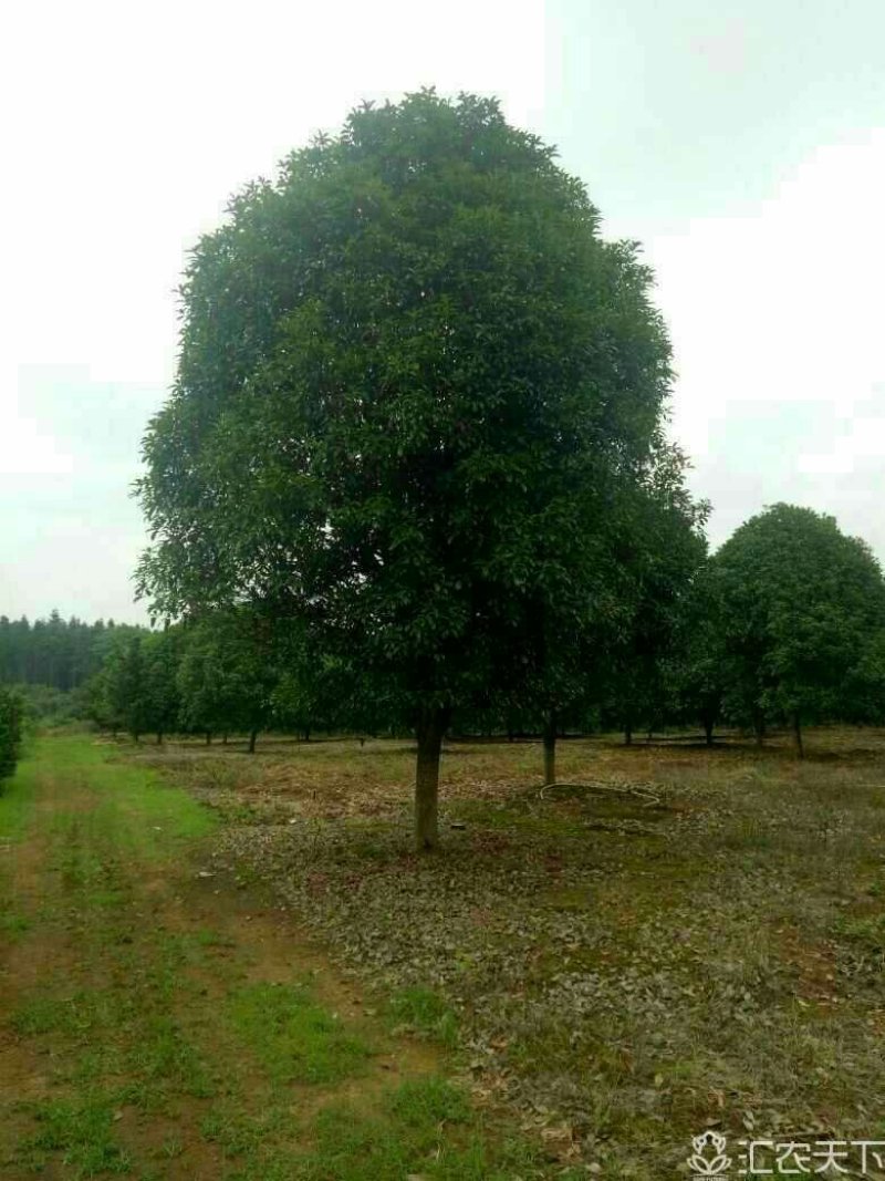 桂花树