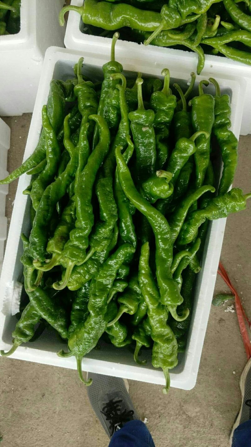 陇椒