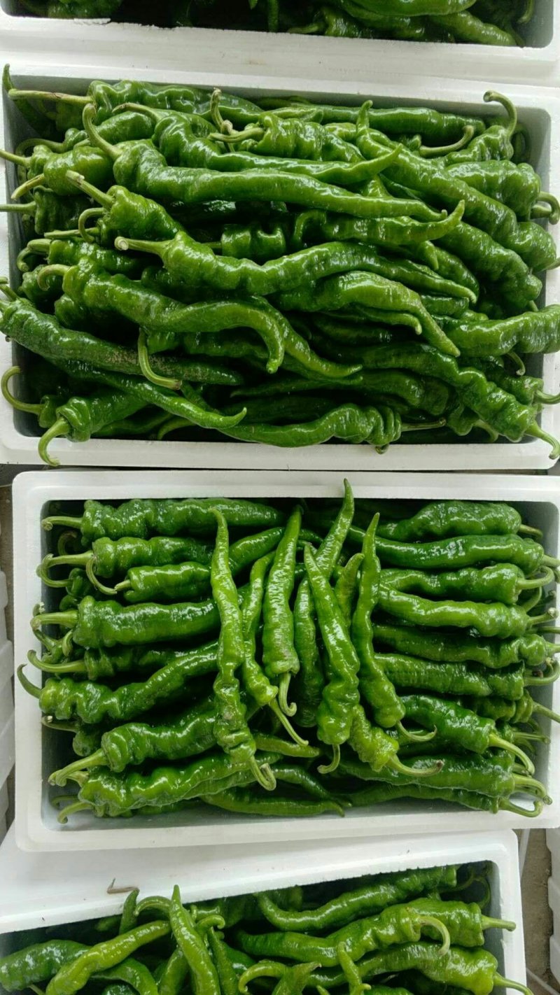 陇椒