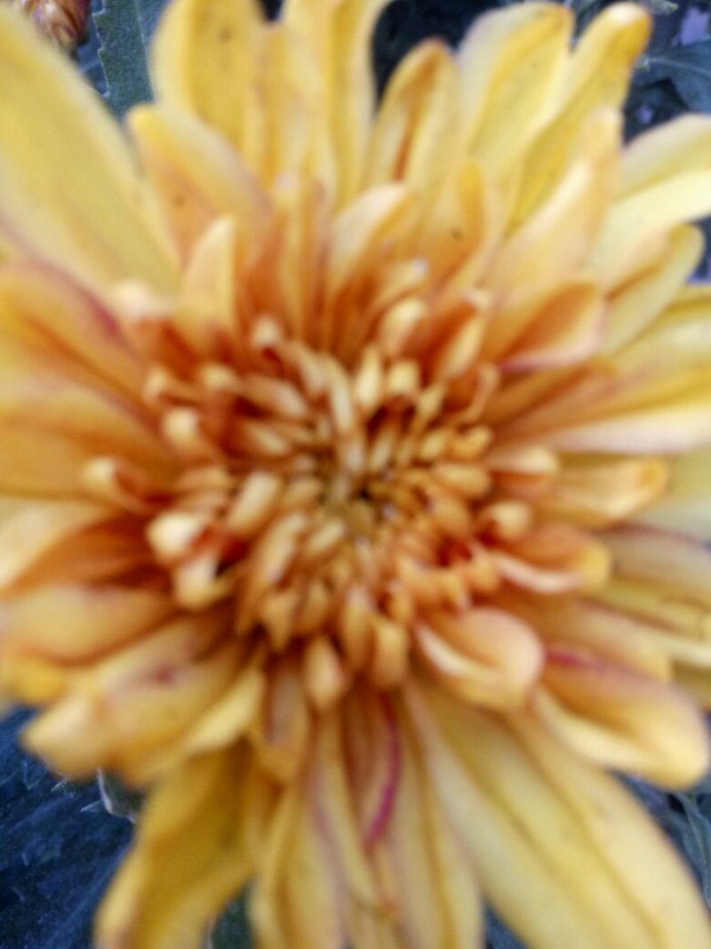 菊花苗
