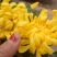 菊花苗