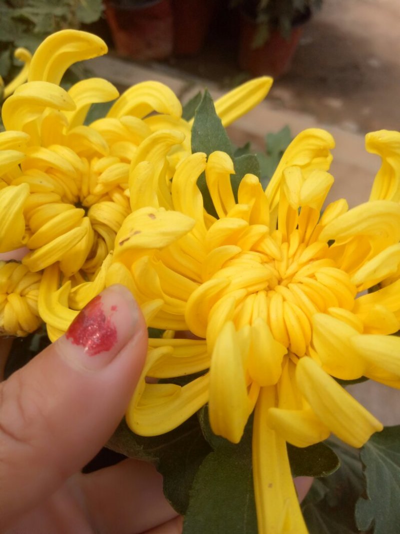菊花苗